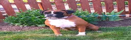 Boxer dogs for sale: Benji - Ad 7