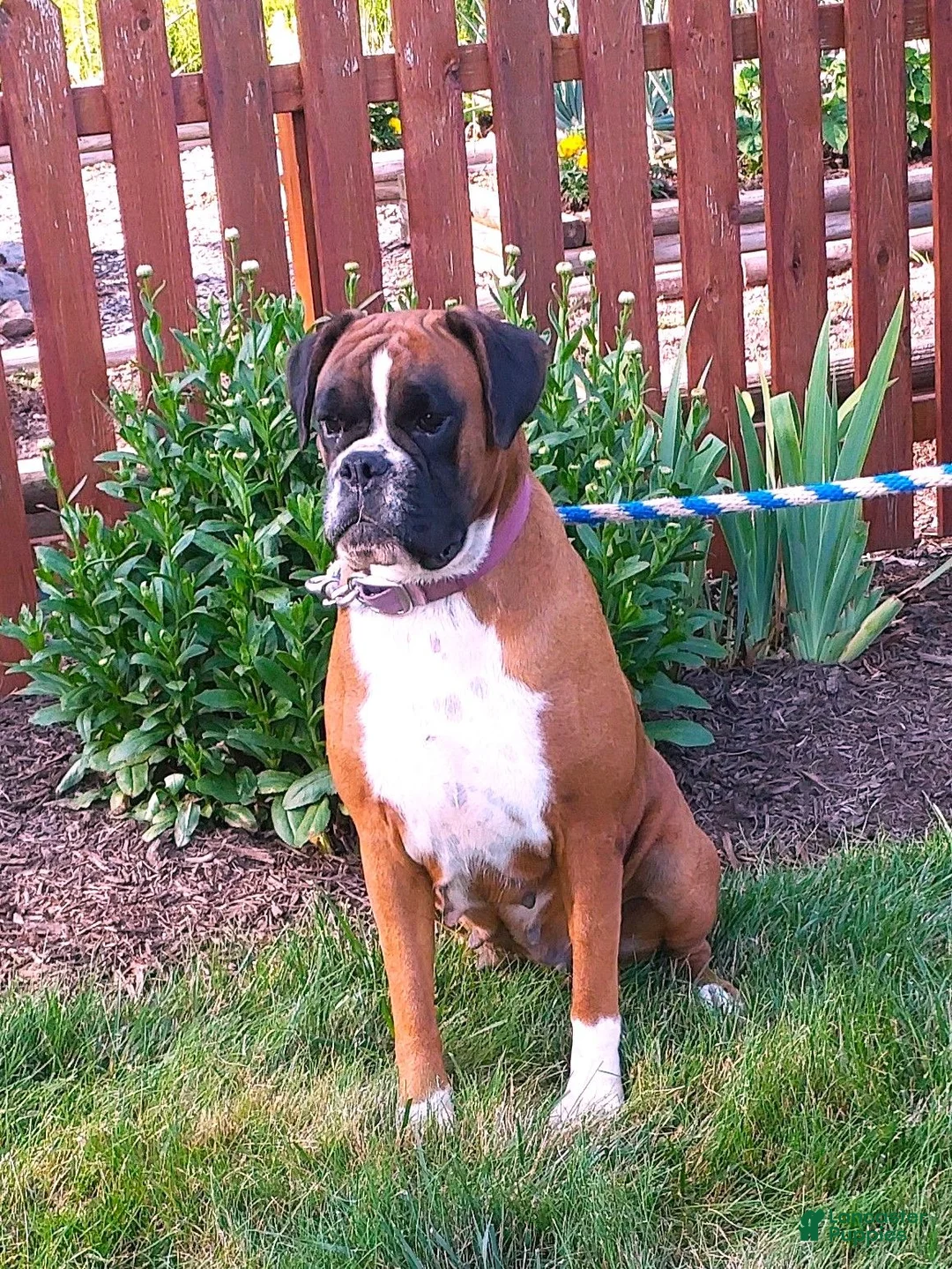 Boxer dogs for sale: Benji - Ad 7
