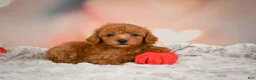 Toy Poodle dogs for sale: Alice - Ad 8