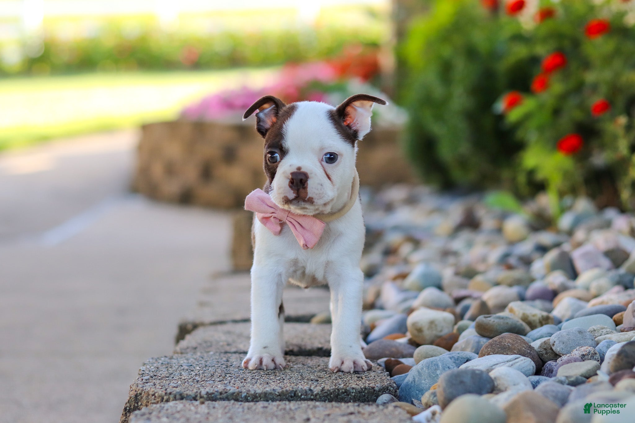 Boston Terrier dogs Sammy - Ad 2