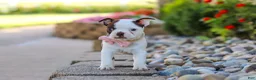 Boston Terrier dogs for sale: Sammy - Ad 2