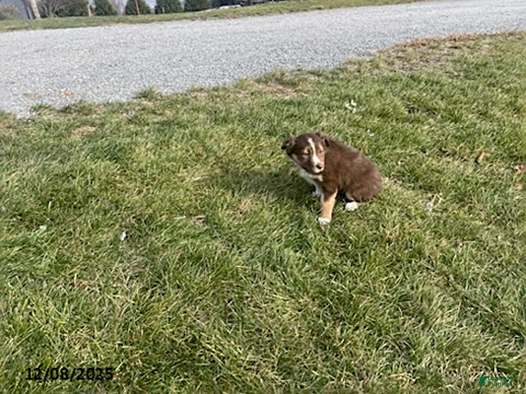 Border Collie dogs for sale: Lani - Ad 3