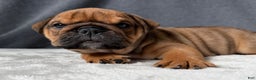 English Bulldog dogs for sale: Gravy - Ad 1