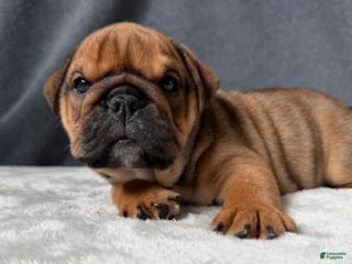 English Bulldog dogs Gravy - Ad 31