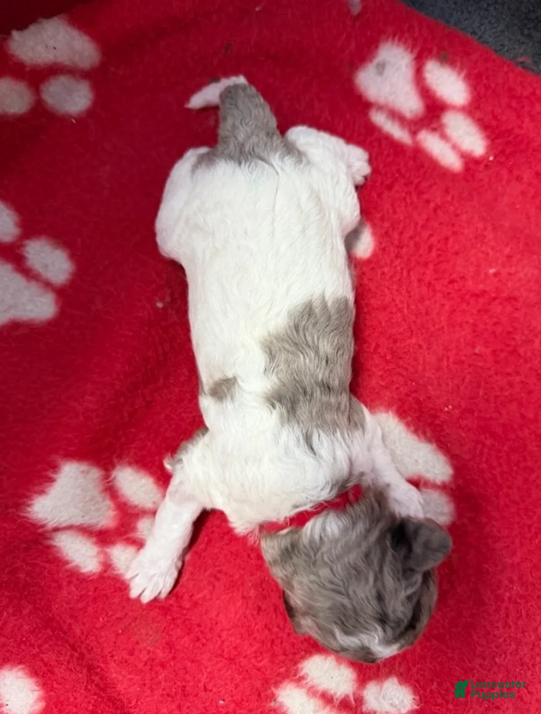 Miniature Poodle dogs for sale: Miniature Poodle Red - Ad 2