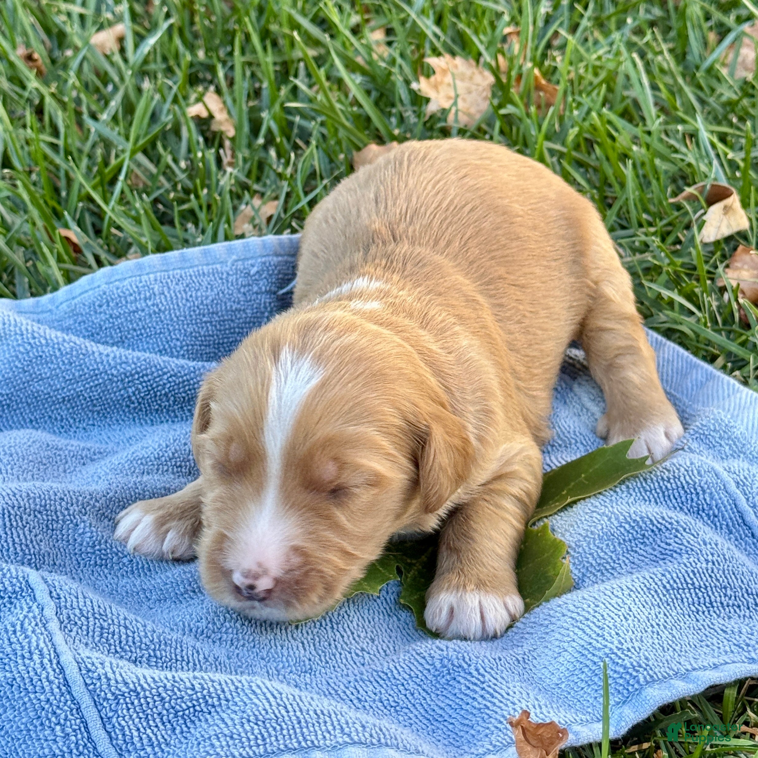 Bernedoodle dogs Pie - Ad 1