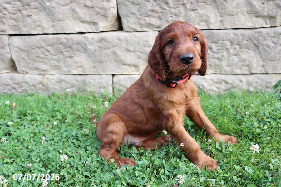 Irish Setter dogs Big Red - Ad 2