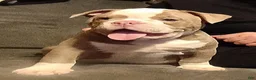 Olde English Bulldogge dogs for sale: Olde English Bulldogge 1 - Ad 2