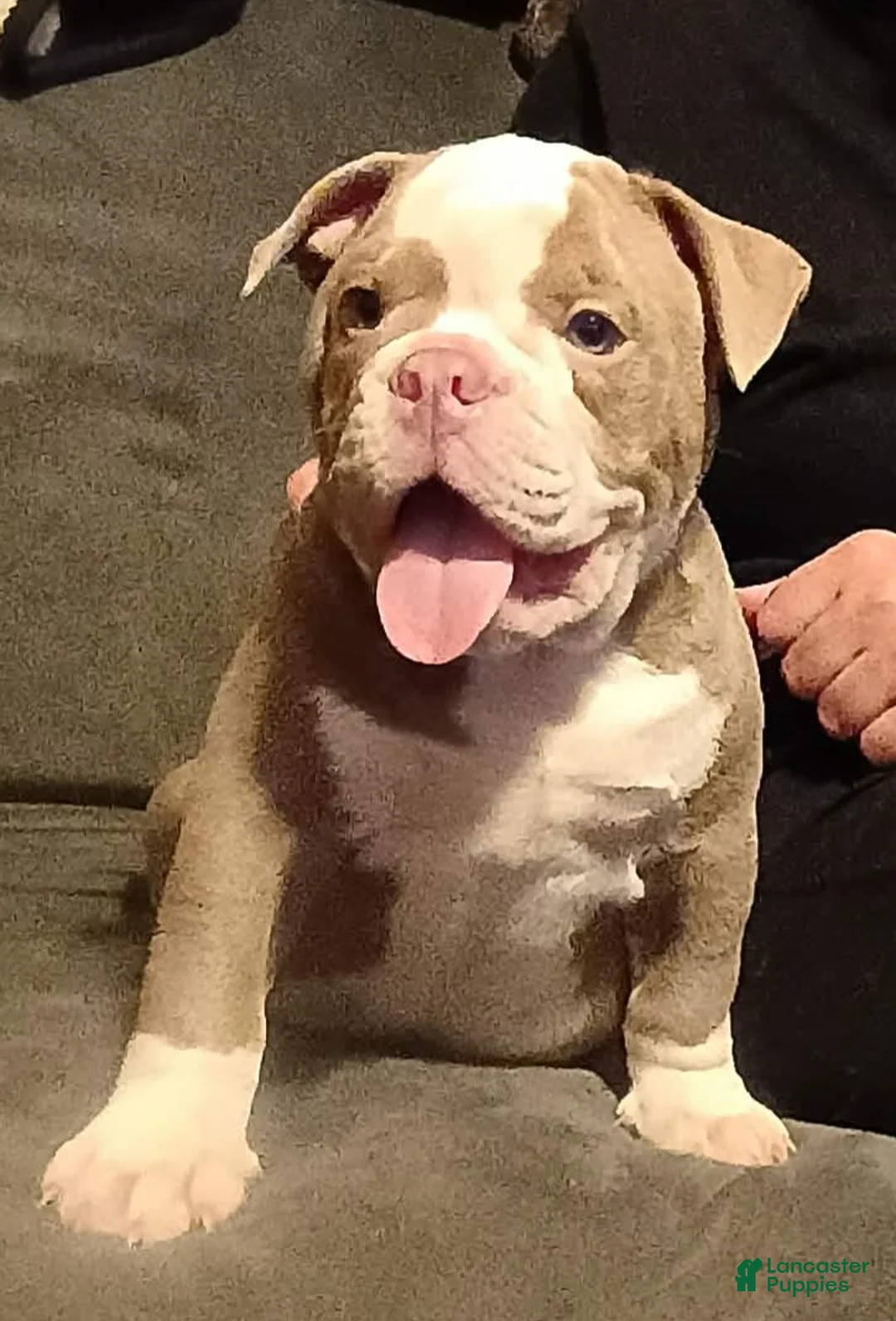 Olde English Bulldogge dogs for sale: Olde English Bulldogge 1 - Ad 2