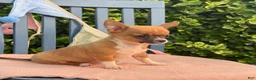 Chihuahua dogs for sale: Henry - Ad 5
