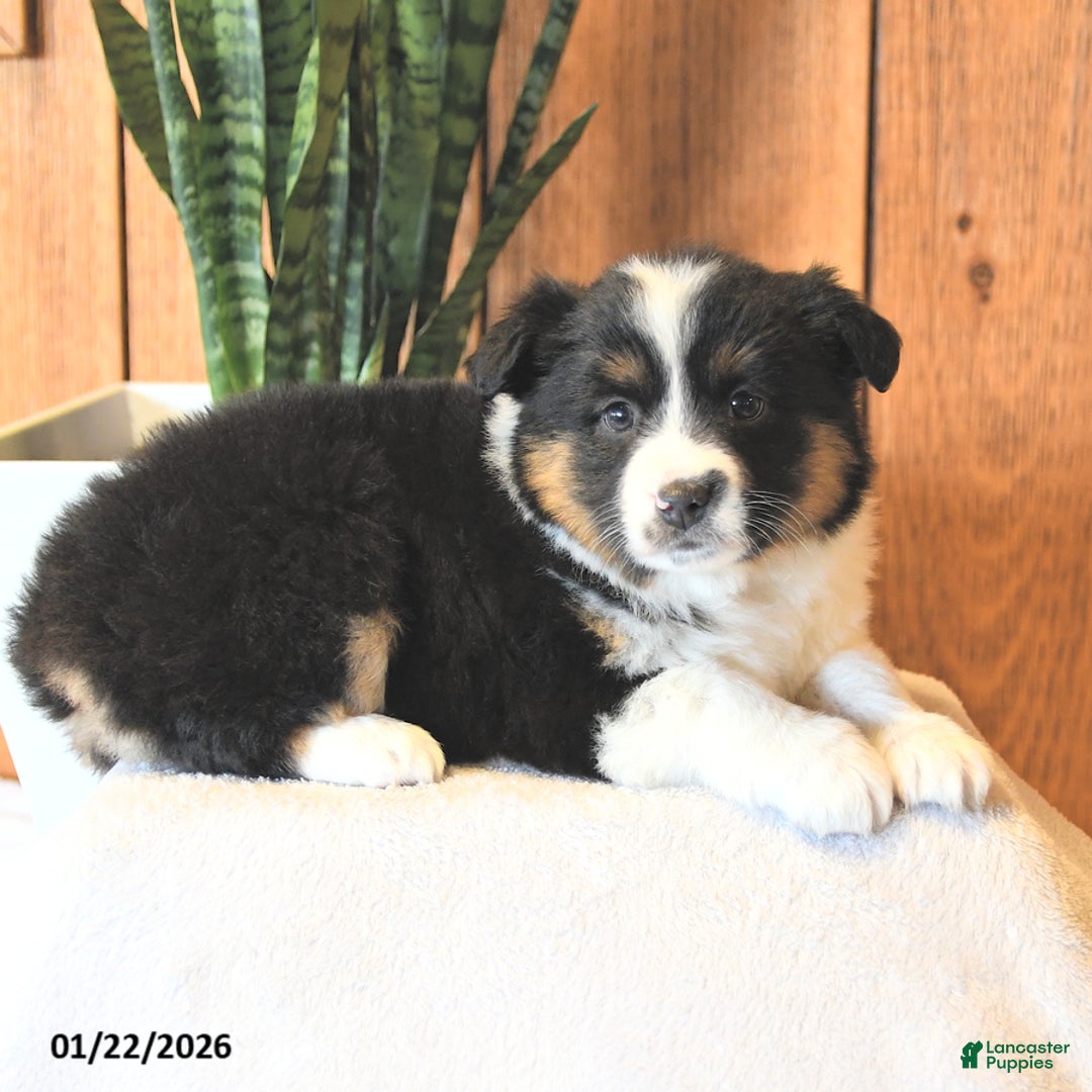 Miniature Australian Shepherd dogs for sale: Lady - Ad 3