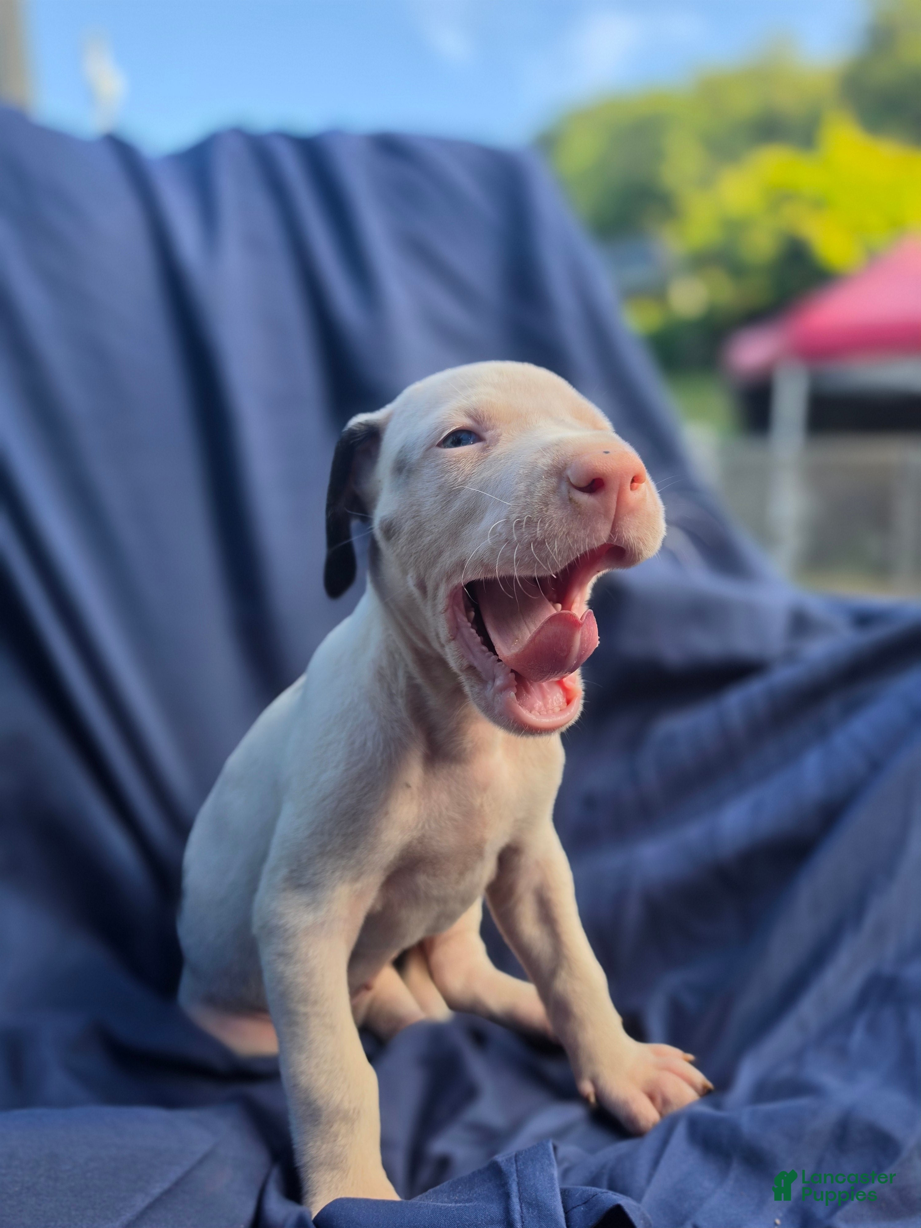 Great Dane dogs JuneBug - Ad 32