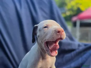 Great Dane dogs JuneBug - Ad 23