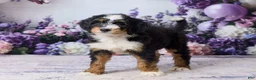 Bernedoodle dogs for sale: Lindy - Ad 5