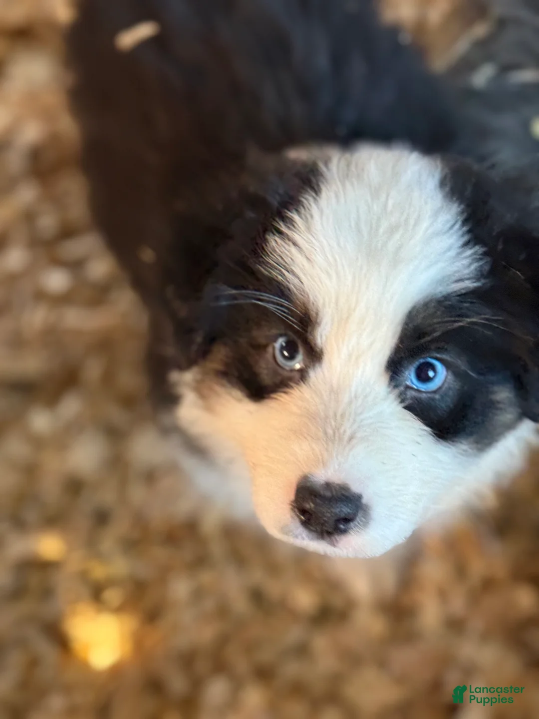 Australian Shepherd dogs for sale: Australian Shepherd Puppy 1 - Ad 2