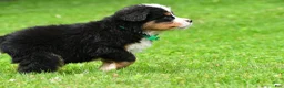 Bernese Mountain Dog dogs for sale: Nellie - Ad 7