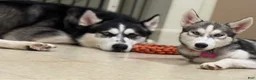 Siberian Husky dogs for sale: Elijah - Ad 2