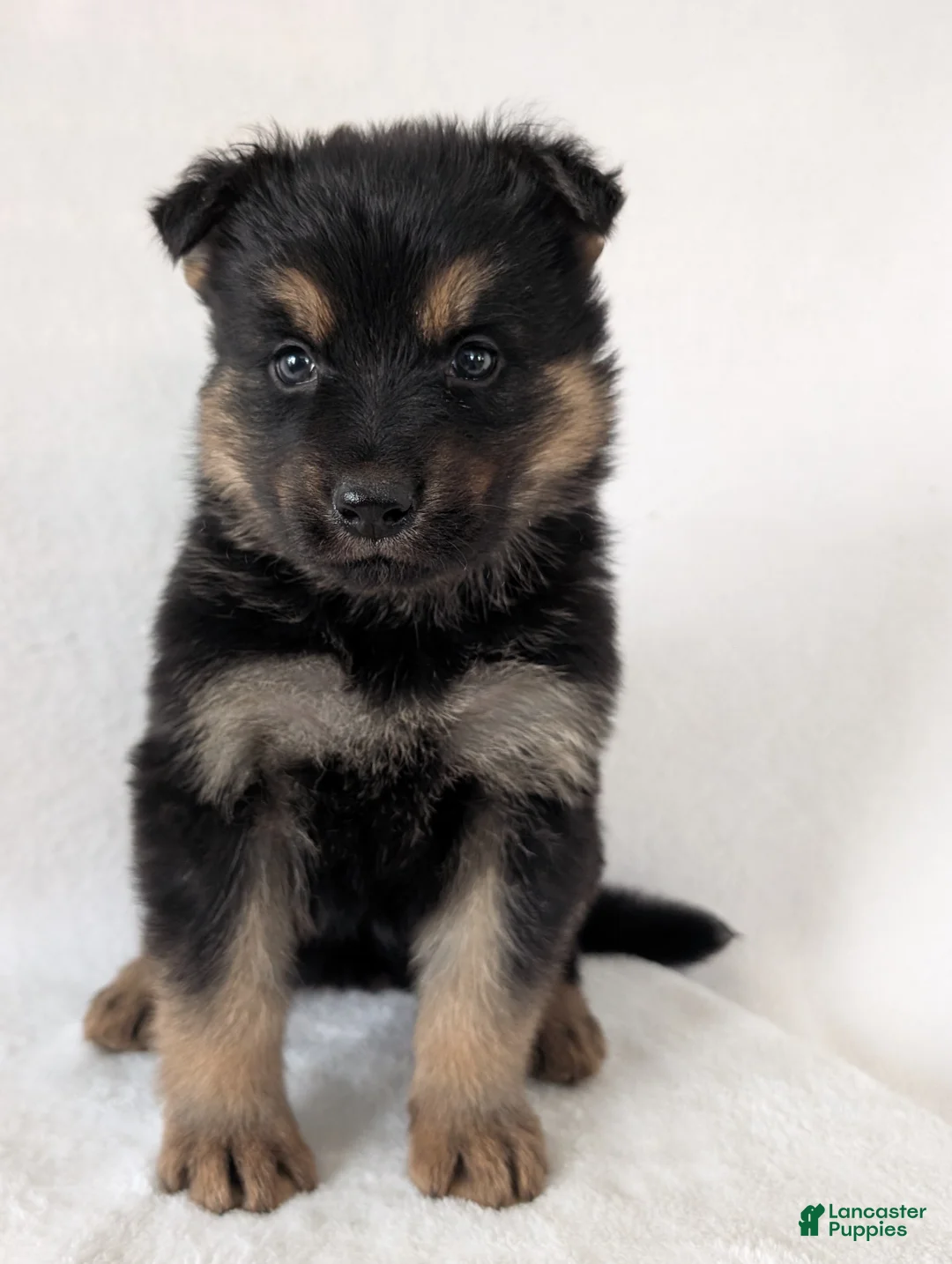 German Shepherd dogs for sale: Katy  - Ad 4
