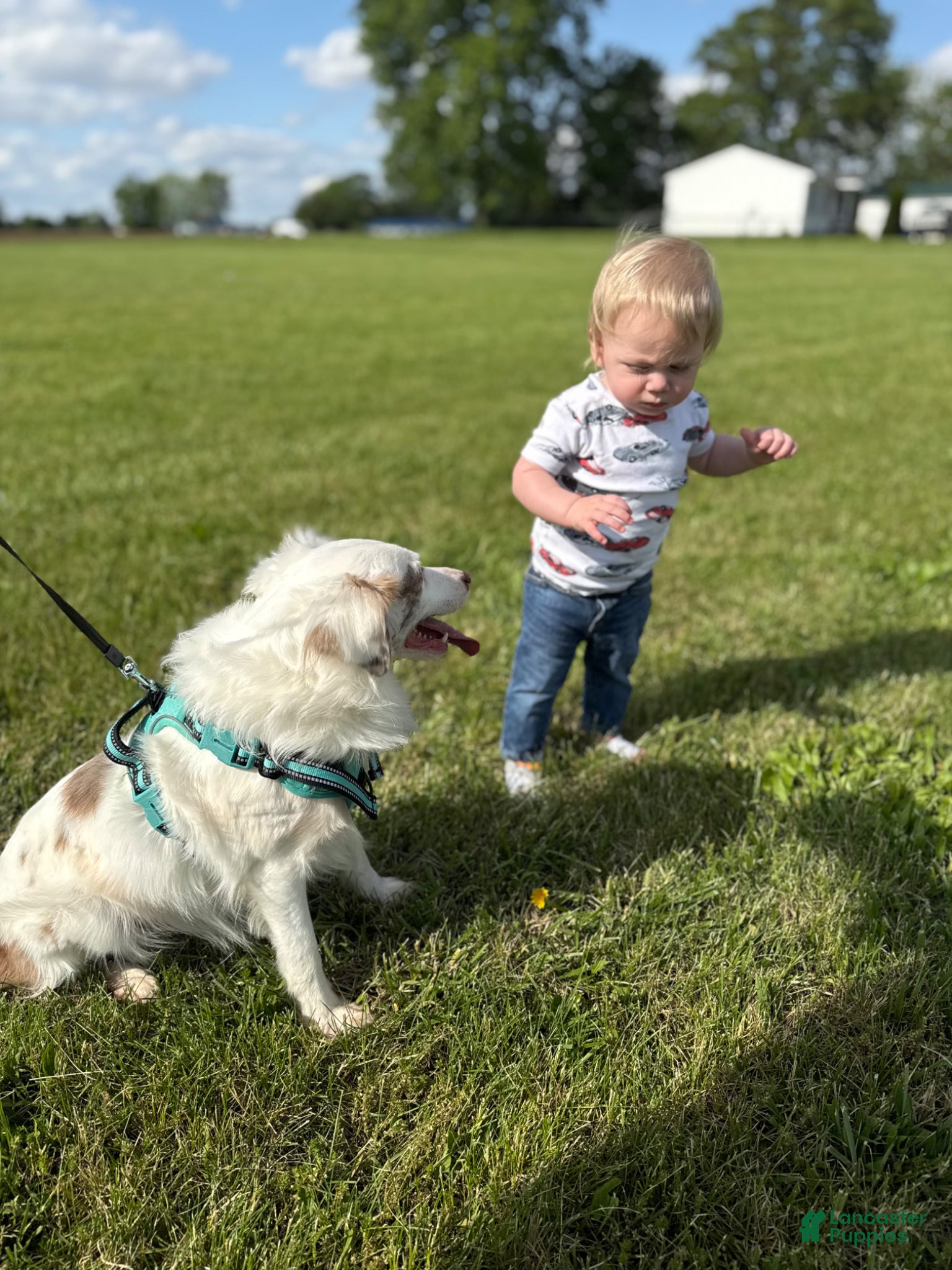 Mixed Breed dogs for stud: Stitch - Ad 2