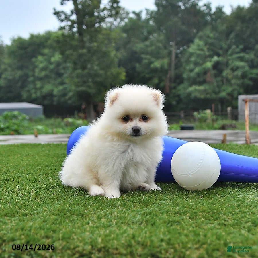 Pomeranian dogs Logan - Ad 2