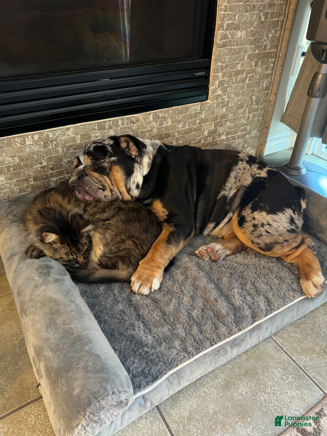 English Bulldog dogs for stud: Diesel - Ad 3