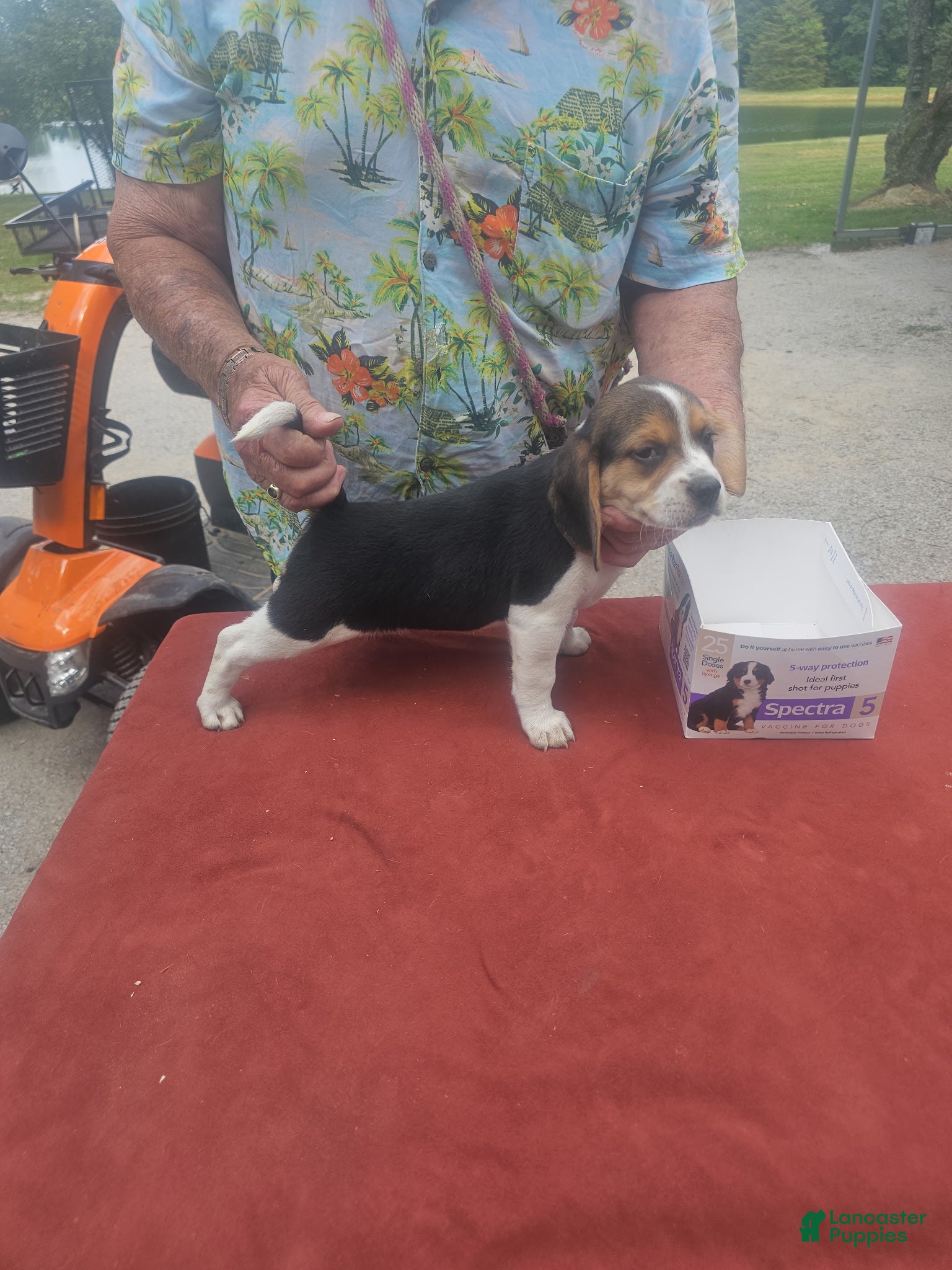 Beagle dogs AKC Freedom  - Ad 2