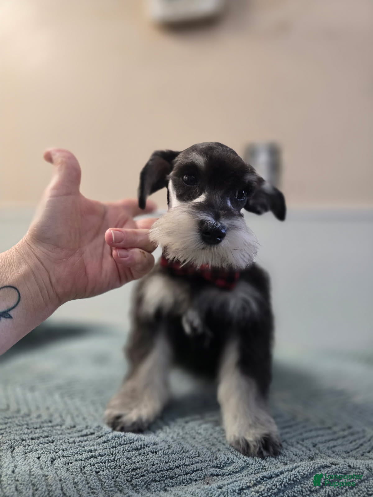 Miniature Schnauzer dogs Miniature Schnauzer Puppy 4 - Ad 41