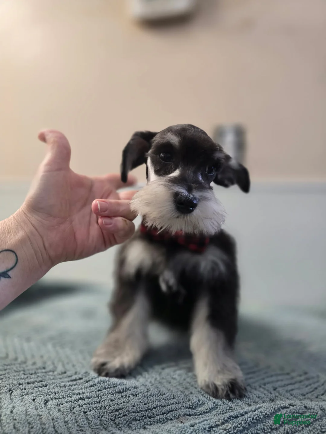 Miniature Schnauzer dogs for sale: Miniature Schnauzer Puppy 4 - Ad 1