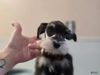 Miniature Schnauzer dogs Miniature Schnauzer Puppy 4 - Ad 41