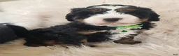 Mini Bernedoodle dogs for sale: Vinnie-Health Tested Parents - Ad 7