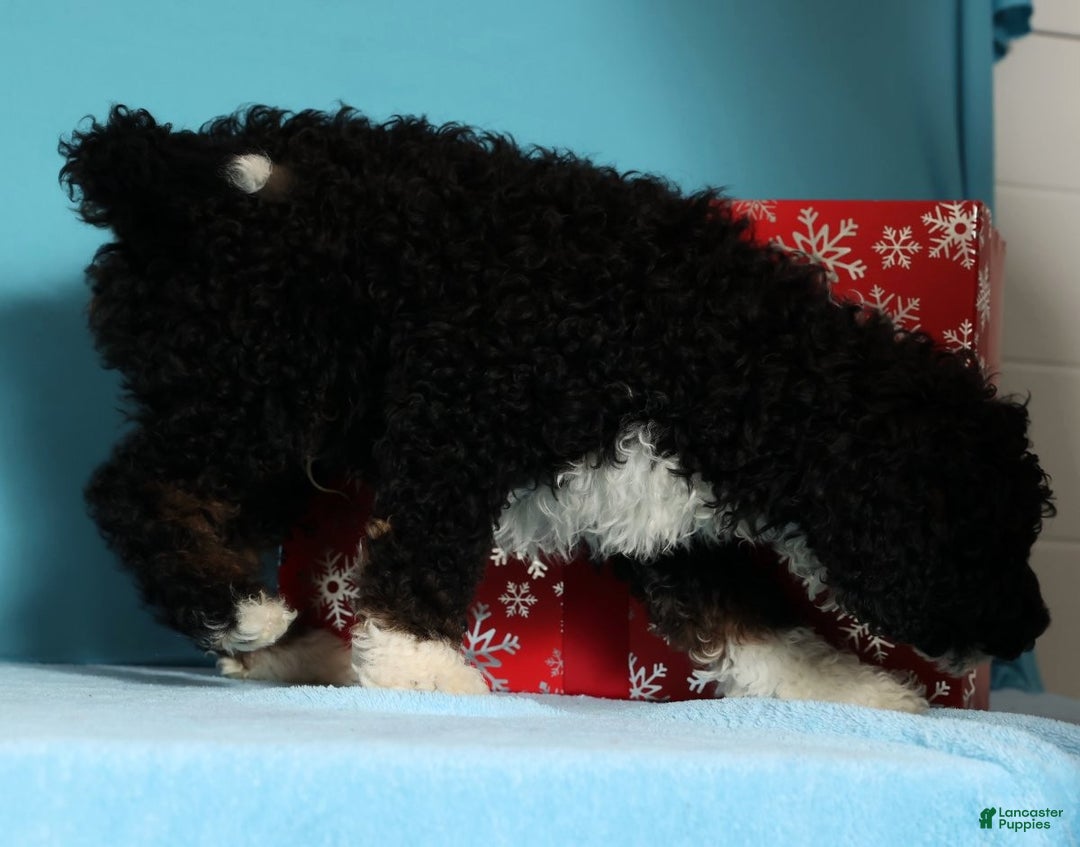 Mini Bernedoodle dogs for sale: Alvin - Ad 9