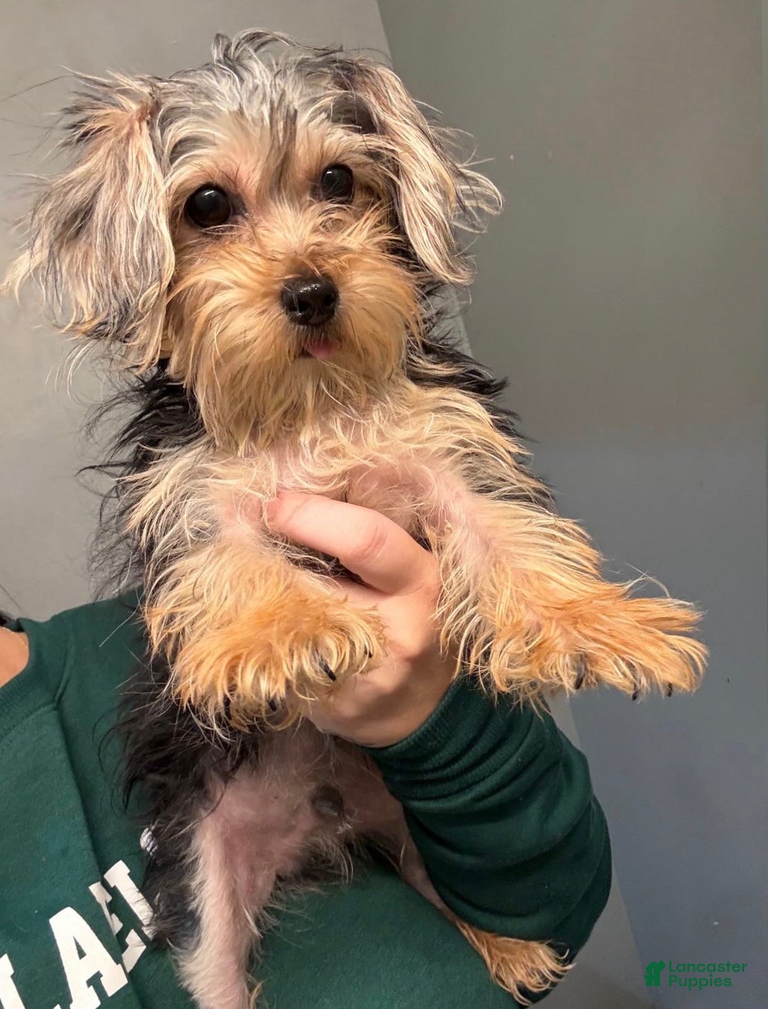 Morkie dogs for sale: Morkie Puppy 1 - Ad 1