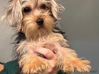 Morkie dogs Morkie Puppy 1 - Ad 42