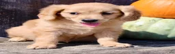 Miniature Golden Retriever dogs for sale: Pumpkin Female Mini Golden Retriever - Ad 3