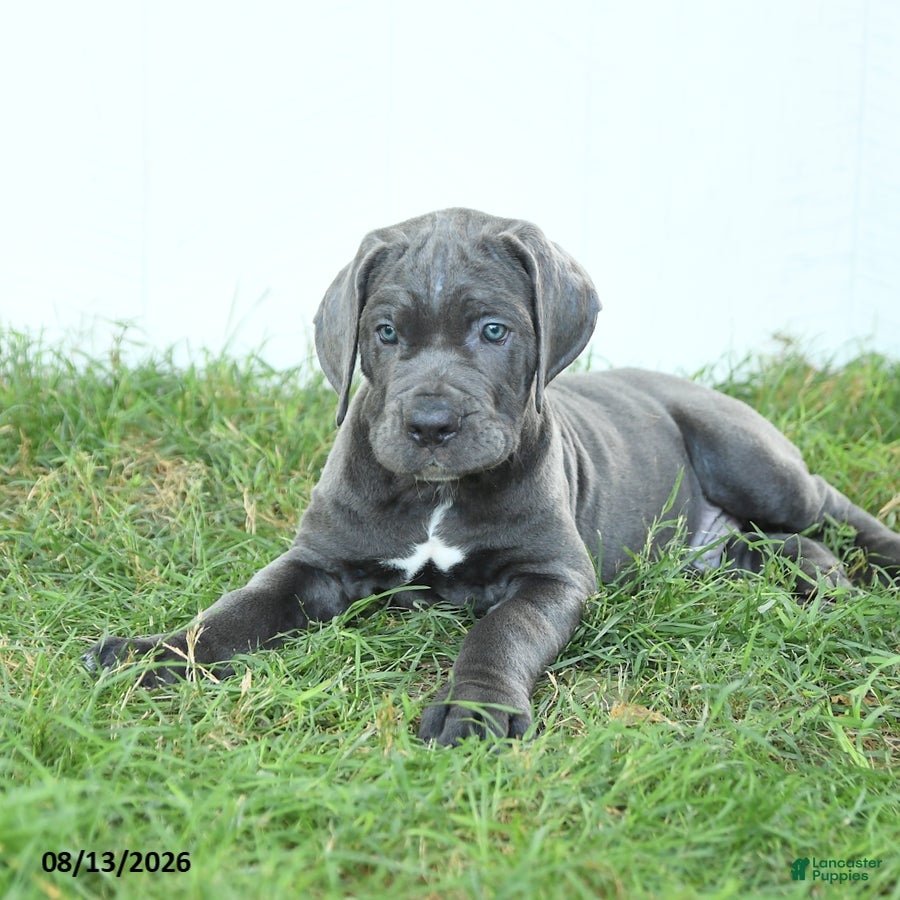 Cane Corso dogs Riggs - Ad 2