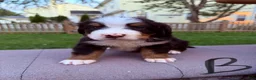 Bernese Mountain Dog dogs for sale: Bernese Mountain Dog 1 - Ad 3