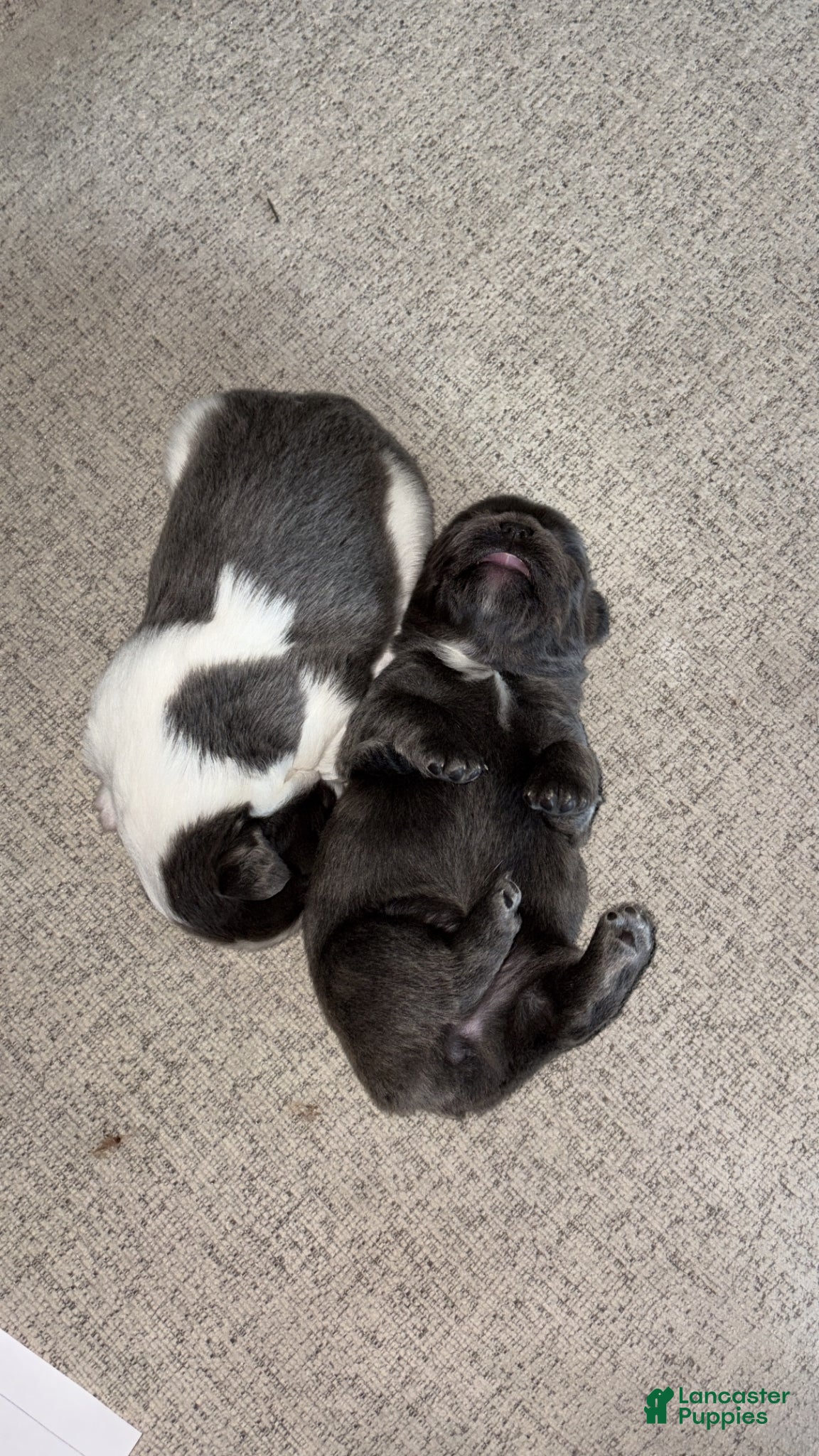 French Bulldog dogs for sale: April - Ad 3