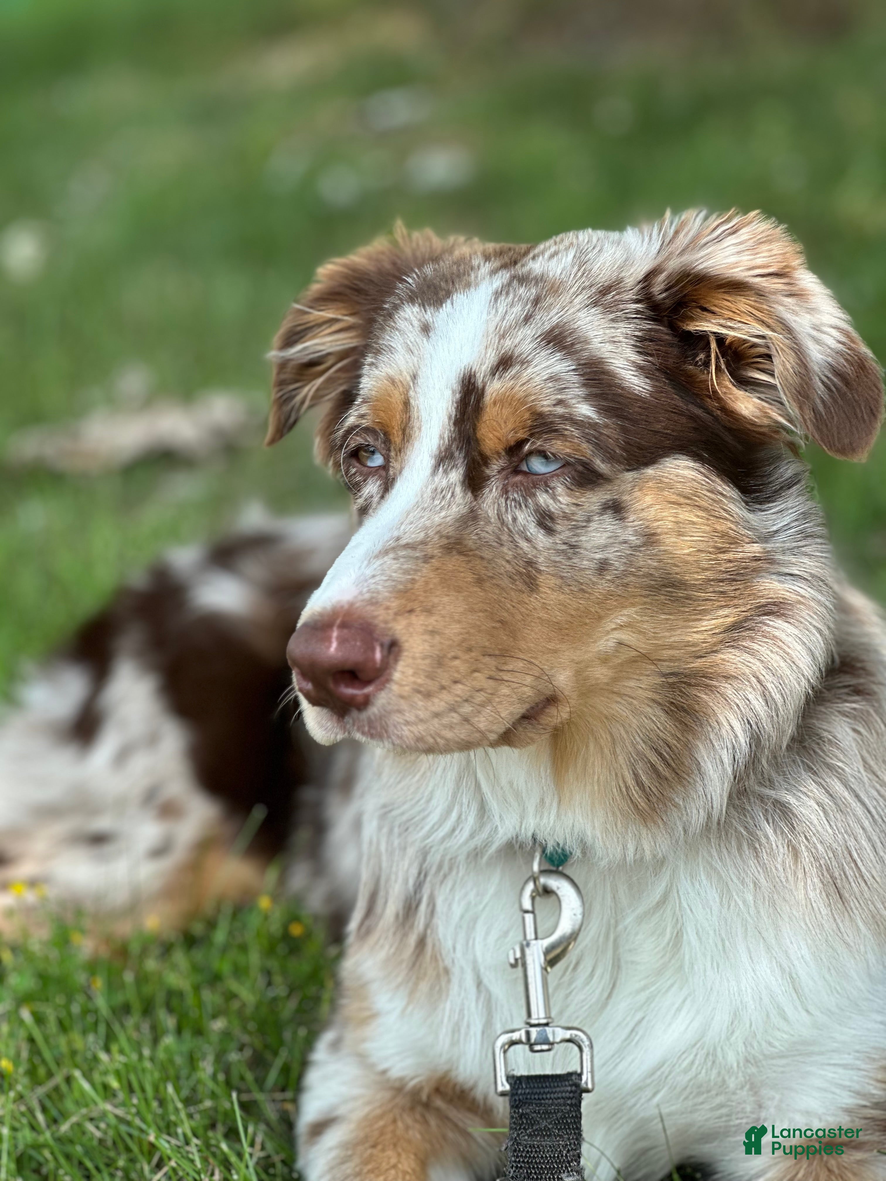 Australian Shepherd dogs Australian Shepherd 1 puppies - Ad 1