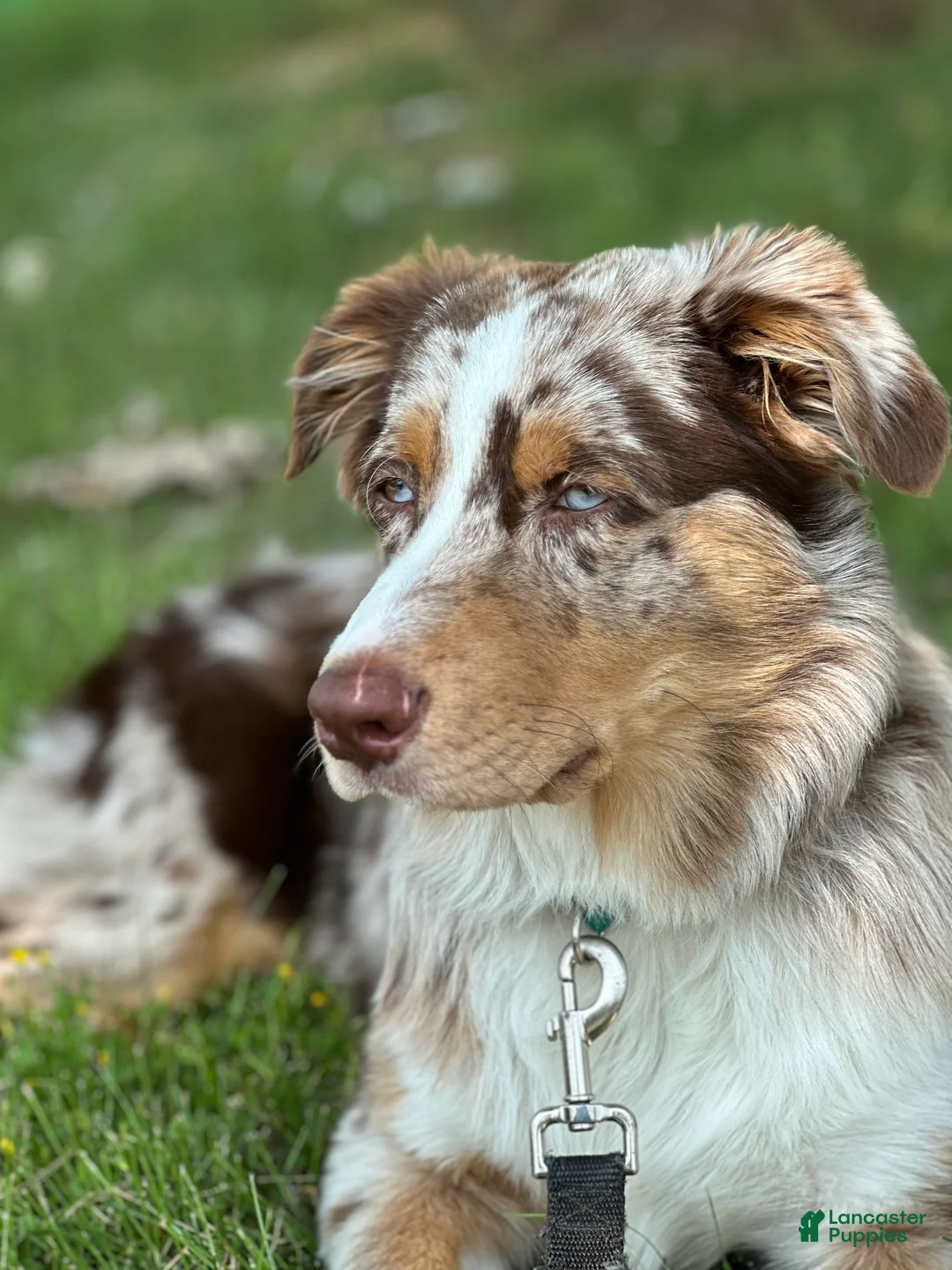 Australian Shepherd dogs for stud: Australian Shepherd 1 puppies - Ad 1