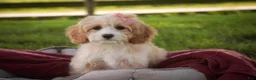 Mixed Breed dogs for sale: Tinker Bell MUNCHKIN BERNEDOODLE - Ad 2
