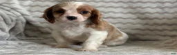 Cavalier King Charles Spaniel dogs for sale: Tommy - Ad 5