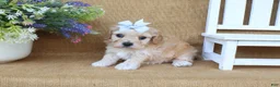 Cavachon dogs for sale: Tessa - Ad 5