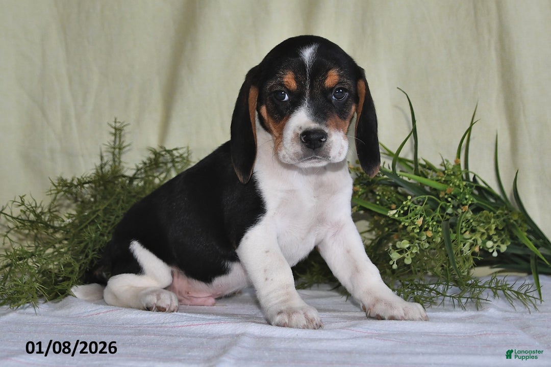 Beagle dogs for sale: Logan - Ad 3