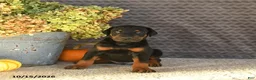 Doberman Pinscher dogs for sale: Echo - Ad 4