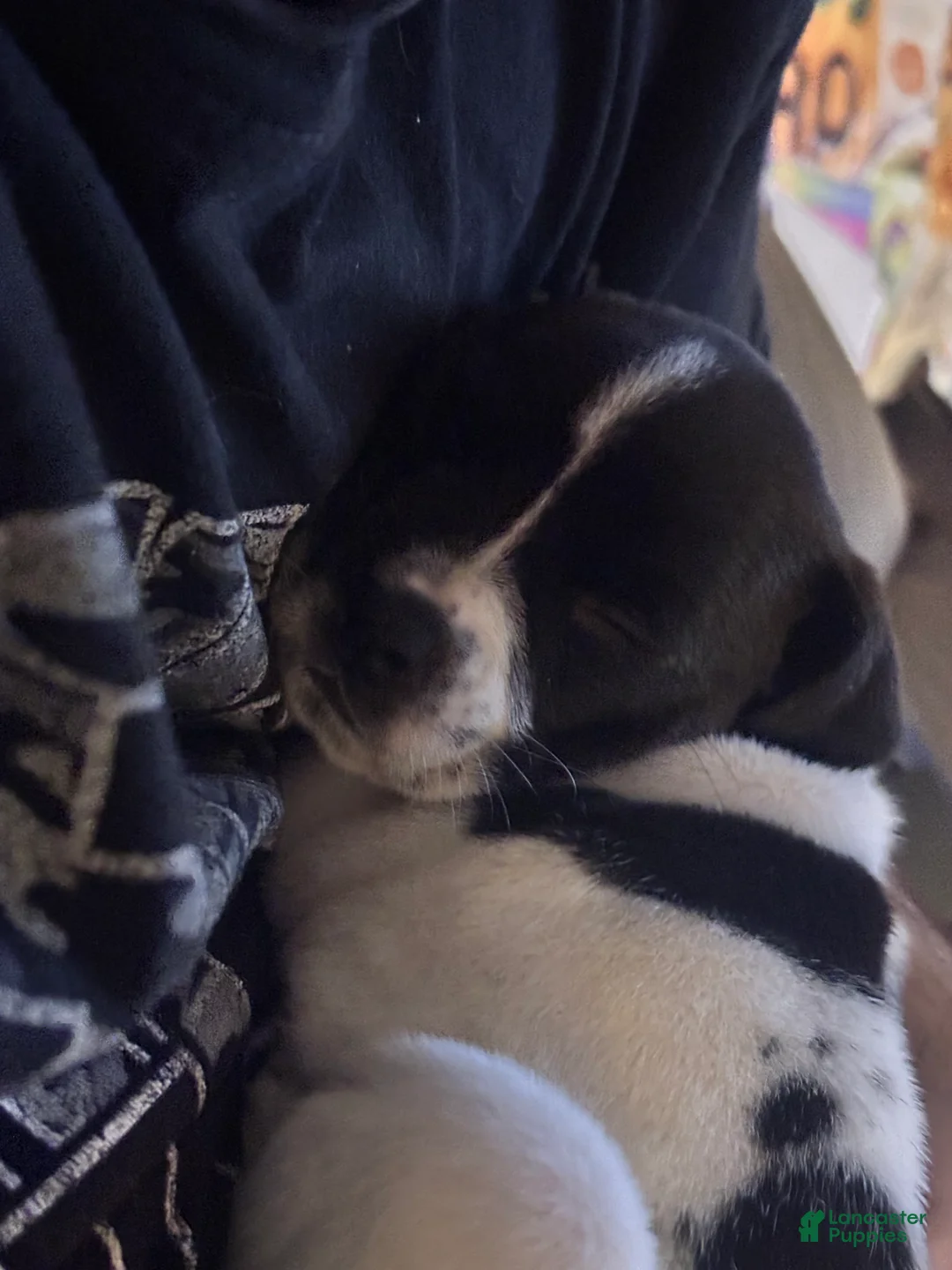 Mixed Breed dogs for sale: Mixed Breed Puppy 1 - Ad 1