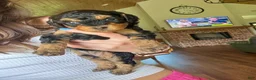 Mini Aussiedoodle dogs for sale: Fudge - Ad 1