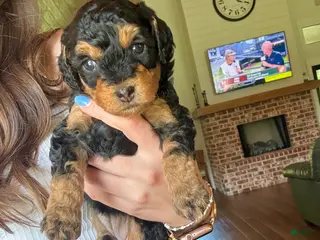 Mini Aussiedoodle dogs for sale: Fudge - Ad 2