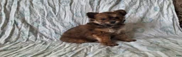Pomapoo dogs for sale: Latte - Ad 3