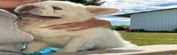 French Bulldog dogs for sale: Snow King Big Rope Fluffy - Ad 8