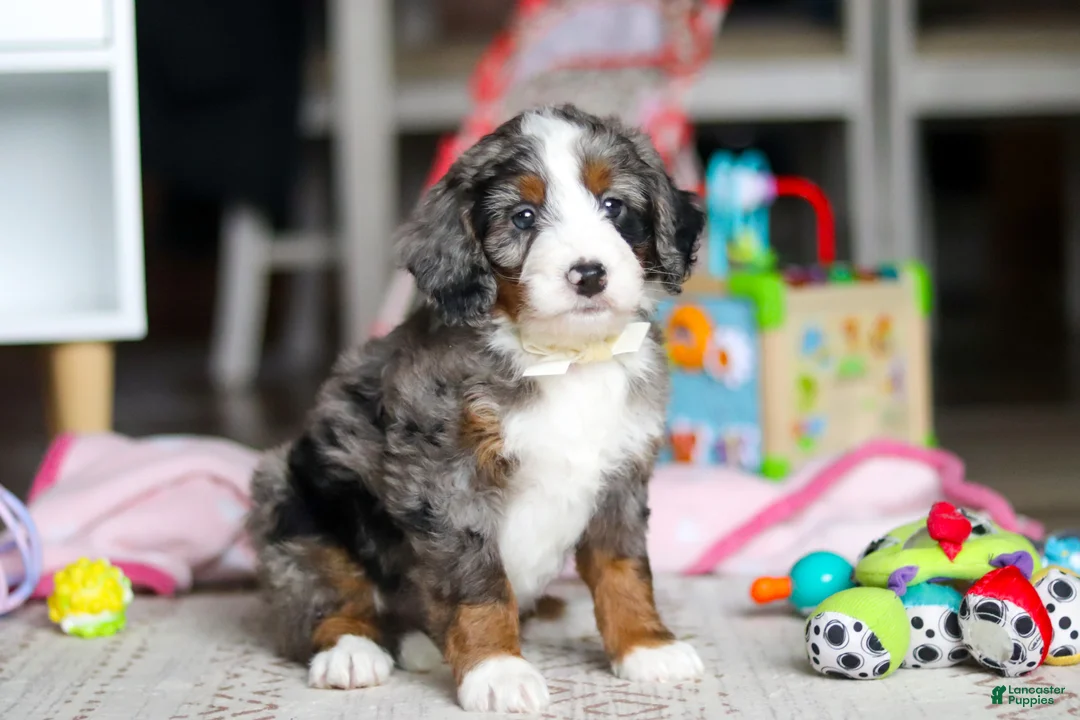 Mini Bernedoodle dogs for sale: Zuma - Ad 2